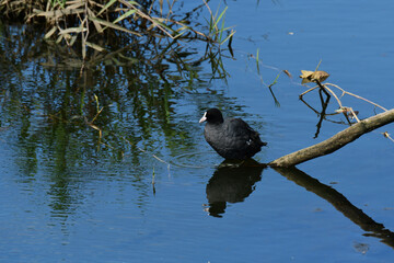 流木の枝に立つ夏のオオバン