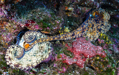 Octopus mating at Revillagigedo