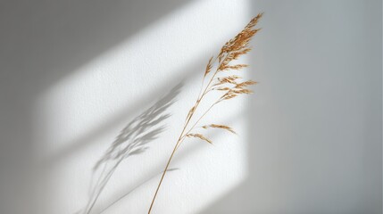 Dry grass stalk casting a shadow on a white wall