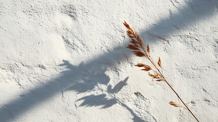 Dry grass stalk casting shadow on textured white surface