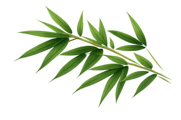 Obraz premium Green bamboo branch with fresh leaves, creating natural tropical foliage, representing peace, zen, and growth, isolated on transparent background