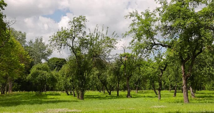 an old apple orchard with trees that are not being cared for, planted in rows of trees in the orchard in the summer