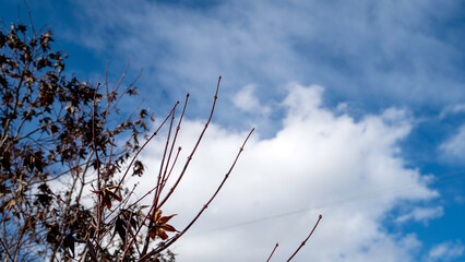 A sparse tree with reddish, dormant branches holds onto a few dry, brown leaves against the backdrop of a bright blue sky and soft white clouds, signaling the depth of winter.