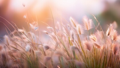 a hazy photo shows flower grass in a garden with a gentle light color backdrop