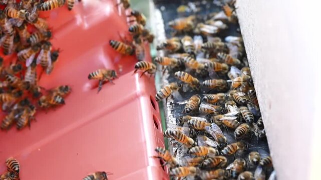 Honey Bees crawling up nuc box into hive