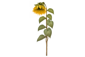 Wilting sunflower with drooping yellow petals and green leaves on transparent background symbolizing decline and sadness