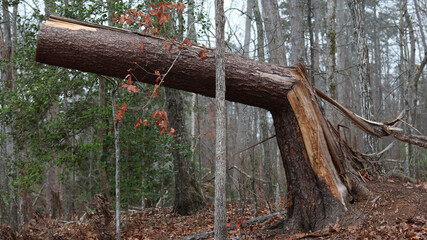 broken trunk tree in the forest