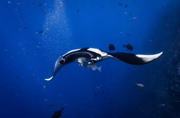 Chevron manta ray swimming from the depths of Roca Partida