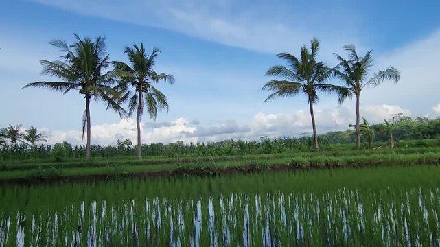 Rice paddy with coconut palms under blue sky, tropical farmland. Tropical rice field reflection with palm trees, rural landscape view. Green paddy rows and coconut trees, sunny countryside agriculture
