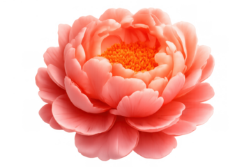 Peony flower blooming with pink and orange petals, vibrant botanical nature and floral beauty, transparent background