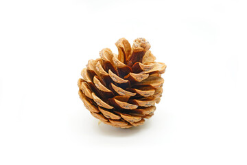 pine cone on white background