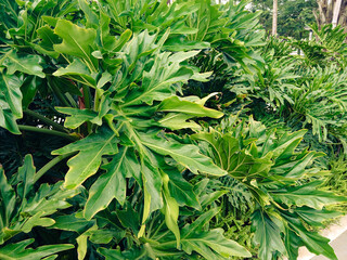 A close-up of the wide, wavy leaves of Philodendron bipinnatifidum, or split-leaf plant. The tropical houseplant has wide, dense leaves. © tonekale