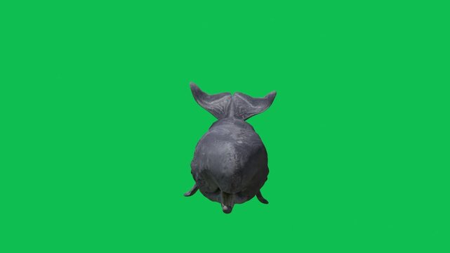 3D realistic Sperm whale undersea swimming loop animation front view on green screen, 4k cachalot animal moving towards dive on chroma key, the largest of the toothed whales and the largest predator