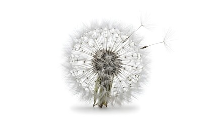 A delicate dandelion clock in close-up