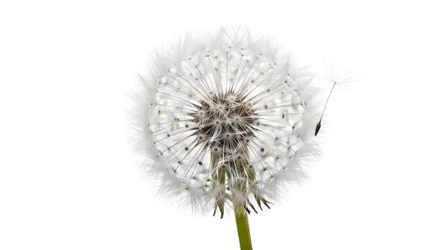 Close-up of a delicate dandelion clock ready to disperse seeds. The image shows the fine details of the seed head and its fluffy structure.
