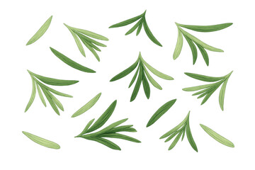Obraz premium Fresh green rosemary sprigs and leaves falling, organic aromatic herb seasoning food ingredient transparent background