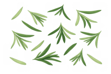 Fresh green rosemary sprigs and leaves falling, organic aromatic herb seasoning food ingredient transparent background