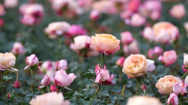 Soft Peach Roses Blooming in Romantic Rose Garden