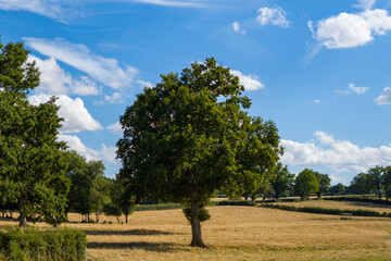 A large oak tree stands alone in a dry, golden field bordered by hedges and scattered greenery...
