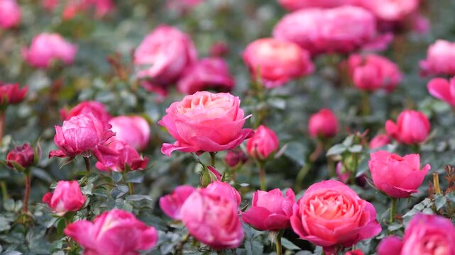 Beautiful Pink Roses Blooming in Garden, Romantic Floral Background