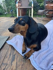 cachorro fofo ra&ccedil;a duchshund relaxa em casa 