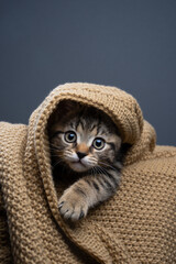 tabby british shorthair kitten peeking out from underneath a blanket looking at camera curiously