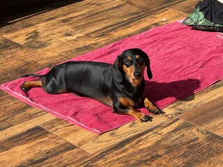 cachorro fofo ra&ccedil;a duchshund relaxa em casa 