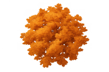 Fall tree showing colorful orange leaves from an overhead perspective, creating seasonal beauty. Transparent background