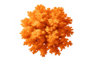 Deciduous autumn tree top view with vibrant orange fall foliage isolated on transparent background, garden planting