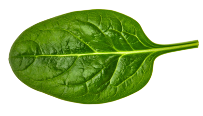 Close-up of a vibrant, glossy, green leaf with prominent veins against a black backdrop