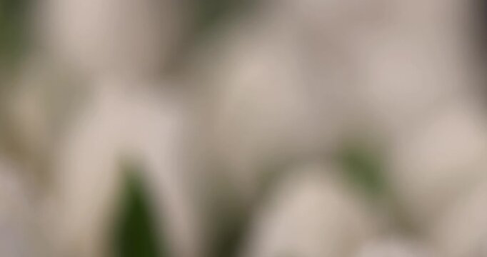 wet beautiful fresh white tulips with leaves in a large floral bouquet, a large number of beautiful fresh white tulip flowers covered with drops of water in a holiday gift bouquet
