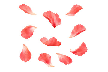Pink and red petals gracefully falling, creating romantic floral beauty for spring blossom and wedding themes