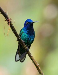 Obraz premium Vivid blue-green hummingbird perched on a twig, blurry background