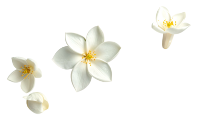 Four white blossoms with yellow centers and one fallen petal floating on black