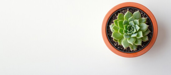 Vibrant green succulent plant thriving in a rustic terracotta pot, presented from an overhead perspective on a pristine white background, emphasizing natural beauty and minimalist design