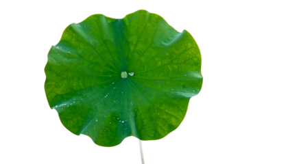 Isolated vibrant green lotus leaf with water droplet against a black background