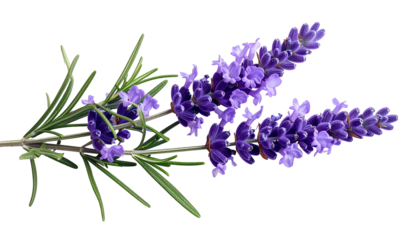 Sprig of lavender, featuring violet flower spikes and green needle-like leaves, black background