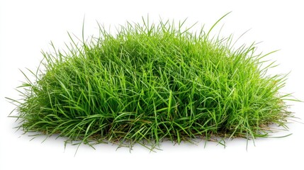 Lush green grass tuft isolated, nature background, landscaping design