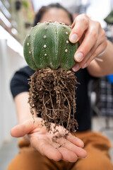 Woman holding Astrophytum cactus after remove it from the pot for repotting to new container. Repotting refreshes the nutrients in the soil.