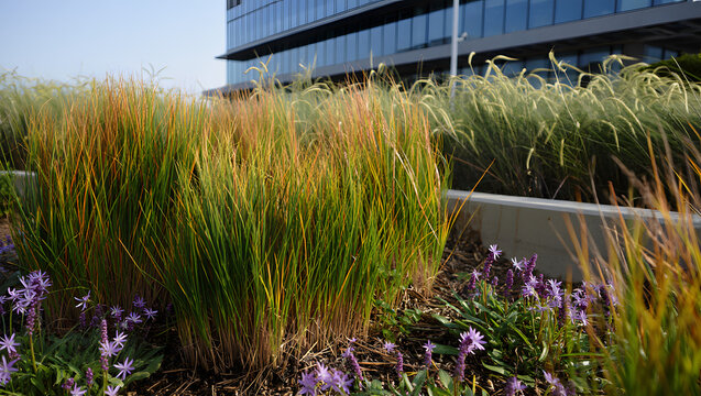 Climate resilience detail Rain garden swale with native plants after light rain water absorption natural