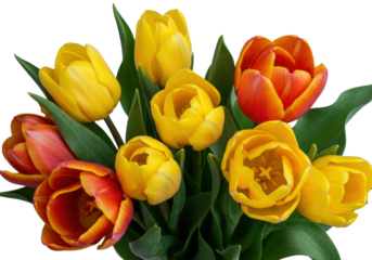 Vibrant yellow and orange tulips, ruffled petals, green leaves, varied bloom stages, transparent background, copy space, soft studio light, spring freshness and delicate beauty concept