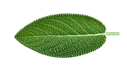 Macro shot of a single, vibrant green, textured leaf with a clear stem, isolated on black