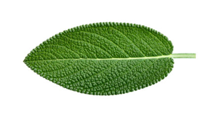 Macro shot of a single, vibrant green, textured leaf with a clear stem, isolated on black
