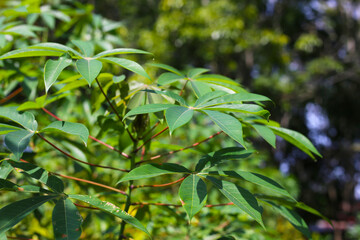 Obraz premium Green leaves of a cassava plant grow in the field.