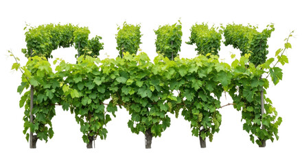 Lush green grapevines with clusters of unripe grapes on black background vineyard leaves, Isolated On Png Transparent Background