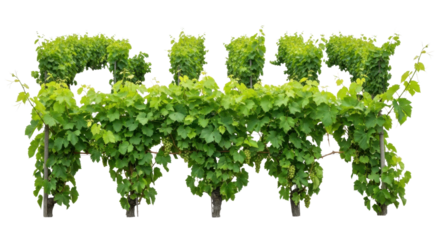 Lush green grapevines with clusters of unripe grapes on black background vineyard leaves, Isolated On Png Transparent Background