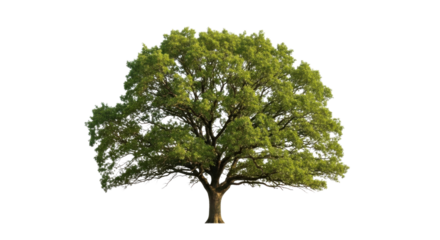 Large green deciduous tree with thick trunk and spreading branches plant, Isolated On Png Transparent Background