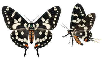 Two vibrant exotic moths, one static with spread black, white, orange, blue-green wings, one mid-flight, on a transparent background with copy space, concept of intricate insect beauty