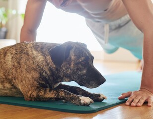 Man Doing a Morning Plank with Dog Below. Morning Wellness Routine with Pets. A man holding a perfect plank position with his medium-sized dog lying right beneath his chest sharing the exercise mat.
