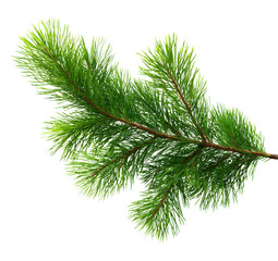 A thin green tree branch with no leaves